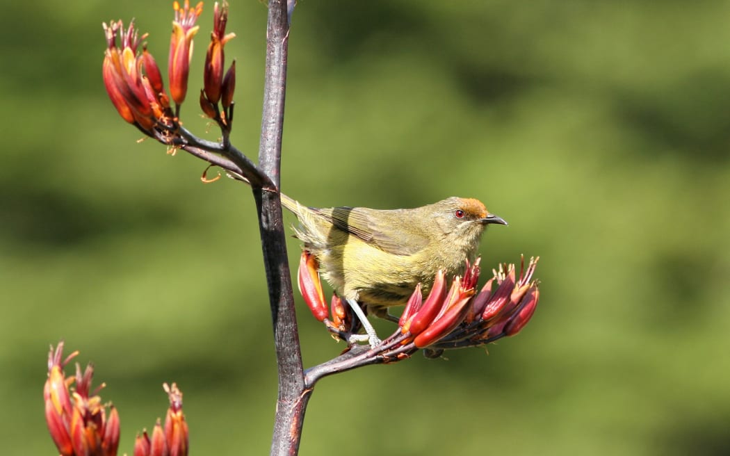New Zealand Bellbird