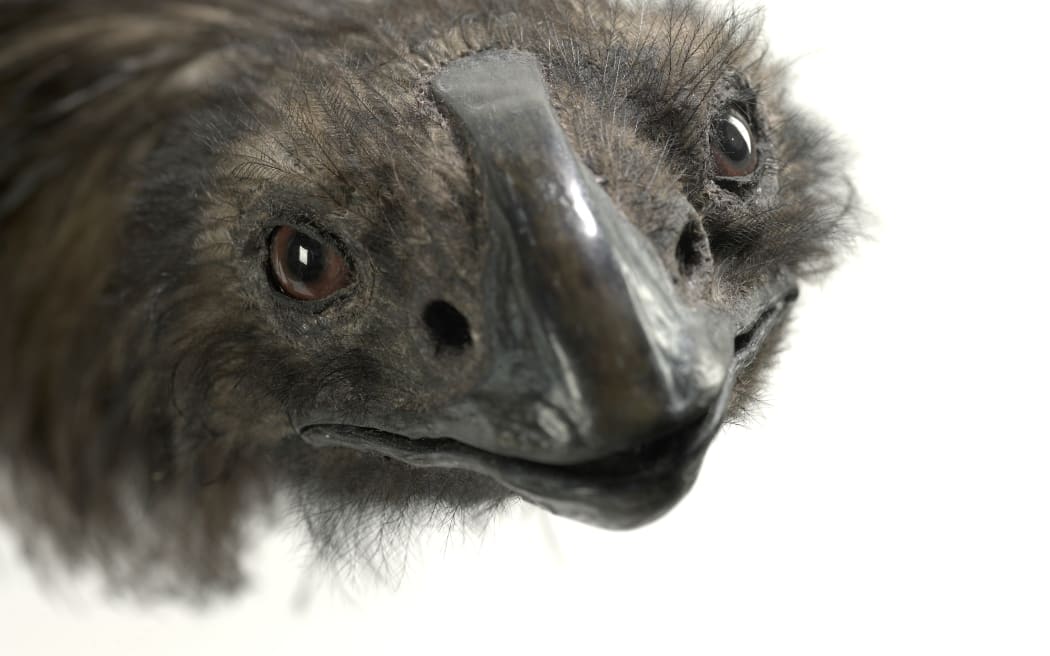 Coastal Moa specimen from Te Papa