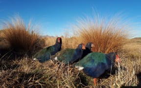 A family of takahē
