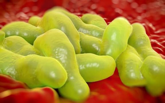 Campylobacter jejuni bacteria