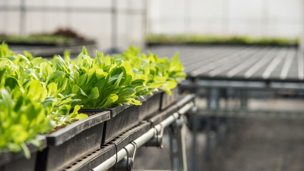 A crop of lettuces in a greenhouse