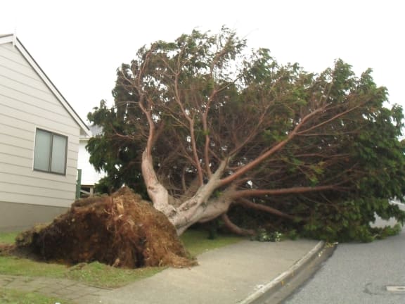 Severe winds uprooted trees in Wellington including in the suburb of Island Bay.