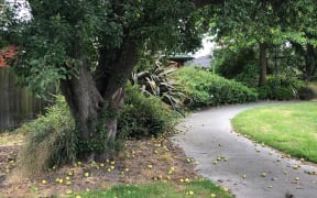 A tree laden with pears near a walkway in the Christchurch suburb of Addington.