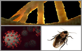 Omicron variant, cockroaches, DNA