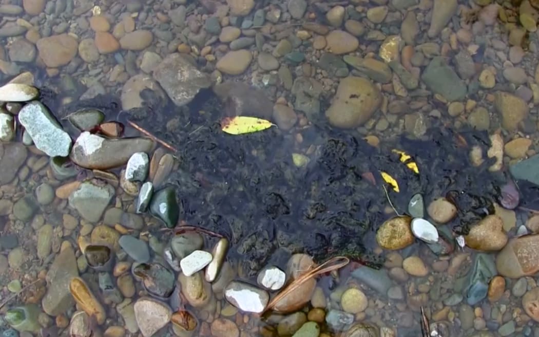 Phormidium, a type of algae
