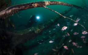 An underwater shot in dark green water with thick tree branches arching through the gloom and small pink fish schooling around the branches. There is a scuba diver in full gear with an illuminated headlamp swimming behind the tree.