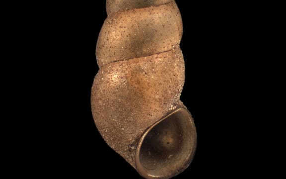 Freshwater snail, Potamopyrgus oppidanus Haase, 2008, collected 26 November 2003, stream near foot of Wadestown Road, Wellington, New Zealand.