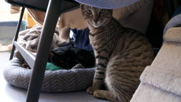 Cats at the SPCA Wellington centre enjoy listening in to RNZ Concert
