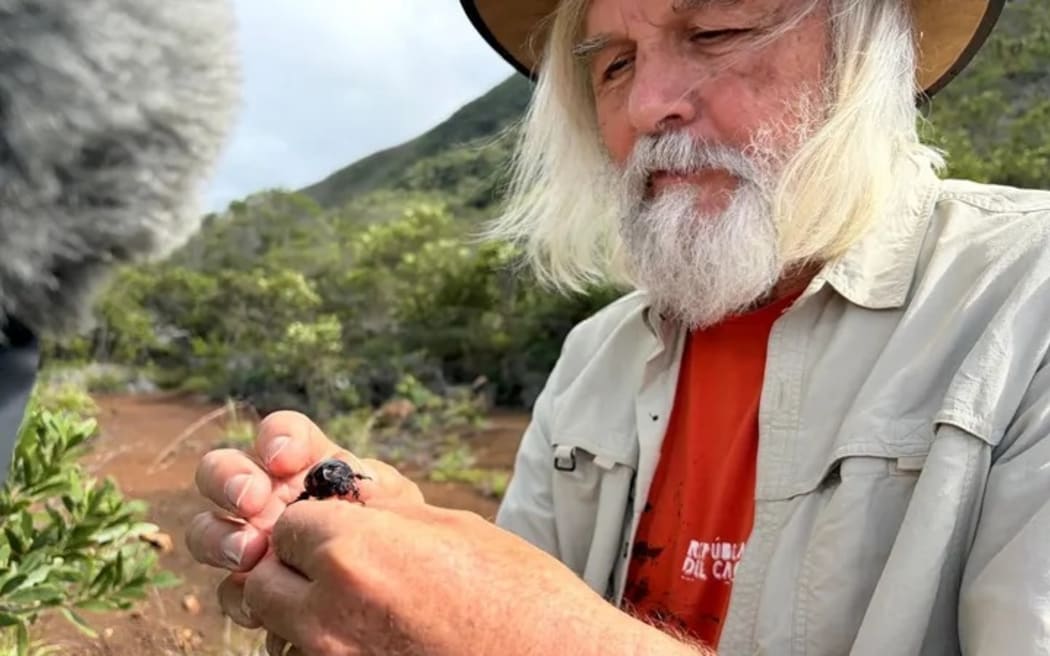 New Zealand entomologist leads mission against coconut rhinoceros ...