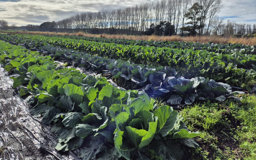 He says the colourful vegetables he grows are like little cakes relying on the sun for energy, hence the name Suncakes Gardens.