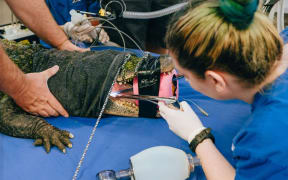 Dixie the American alligator from Auckland Zoo undergoes an endoscopy after swallowing a jandal left behind in her enclosure.