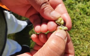 An olive at harvest time