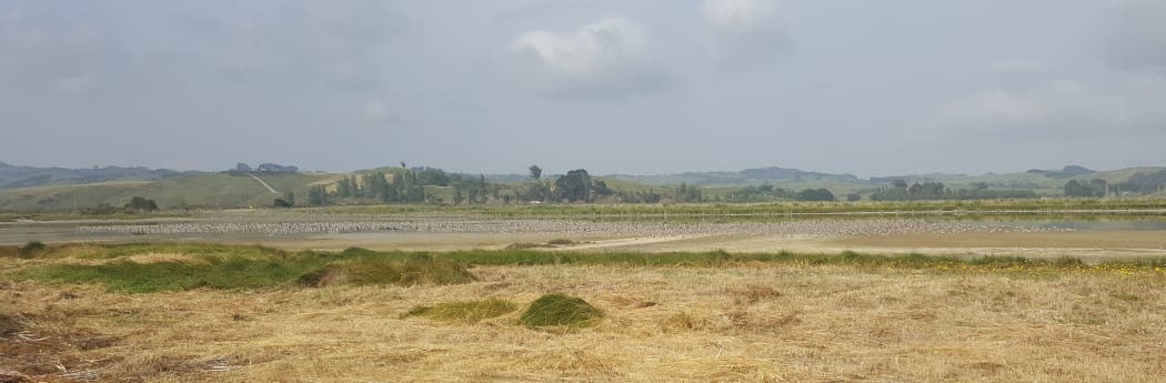 Thousands of godwits roost in a dry pond at high tide at Miranda.