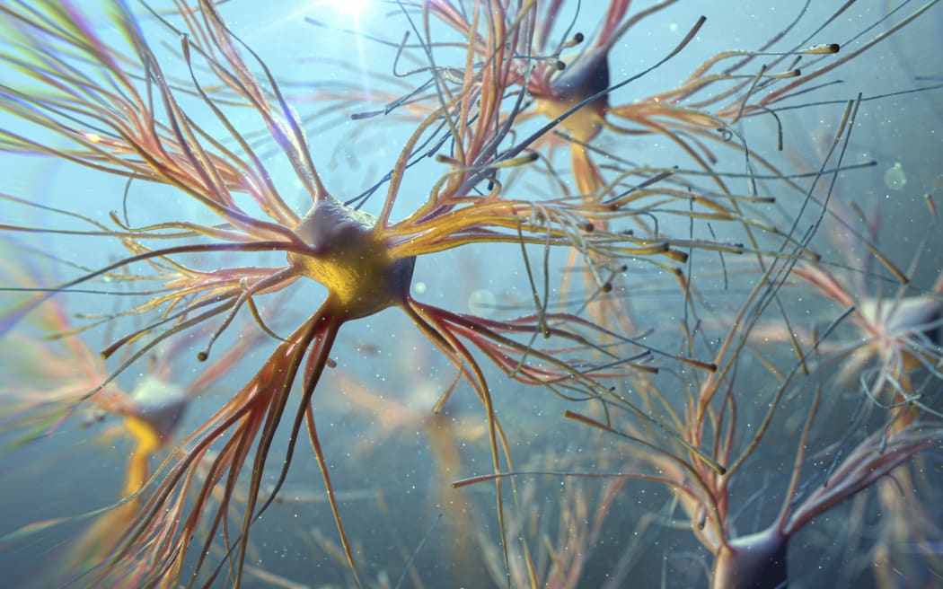 Illustration of astrocyte cells. Astrocytes are a type of glial cell in the central nervous system that play a variety of important functions. They are involved in regulating the concentration of neurotransmitters in the synaptic cleft, maintaining the blood-brain barrier, providing metabolic support to neurons, and modulating synaptic plasticity. Additionally, astrocytes have been implicated in a range of neurological disorders, including Alzheimer's disease, epilepsy, and multiple sclerosis. (Photo by THOM LEACH / SCIENCE PHOTO LIBRA / TLE / Science Photo Library via AFP)