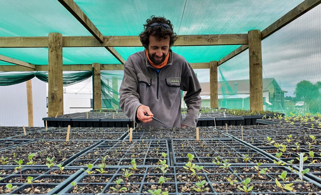 Ricky Te Tau tends to seedlings at the Kohunui Nursery