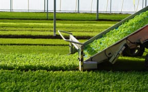 A blade cuts the leaves of the rocket and a belt carries it up onto the harvester.