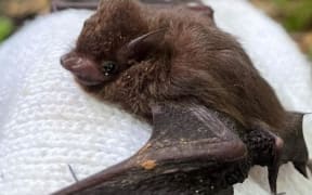 The Pacific Sheath-tailed bat population is seeing a rapid global decline and is listed as Endangered under the International Union for Conservation of Nature Red List of Threatened Species.