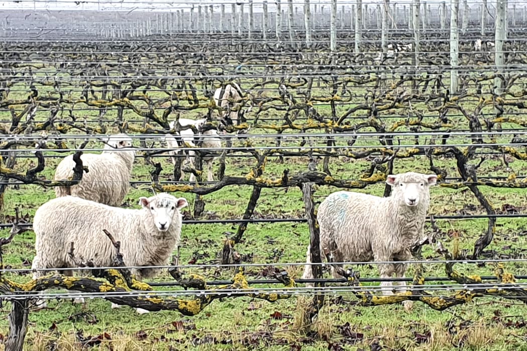 Winter grazing in a Hawkes Bay vineyard