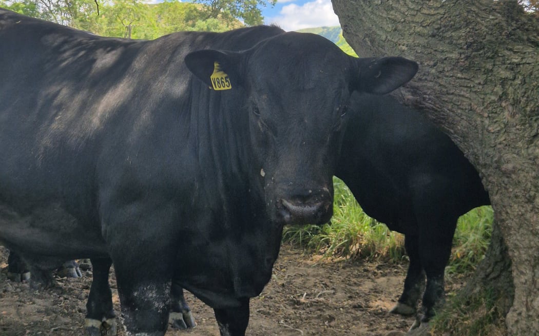 Tangihau Angus hopes these yearling bulls might set another record come next year's sale.