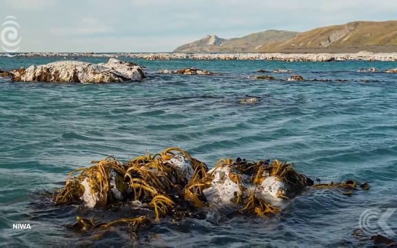 Extraordinary changes to Kaikoura coastline after quake: RNZ Checkpoint