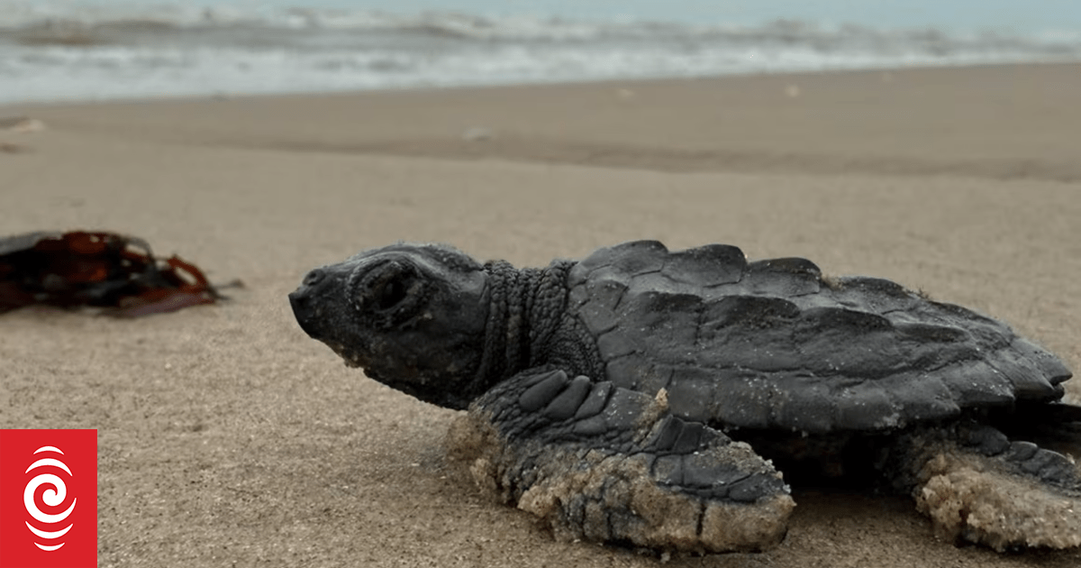 SpaceX debris trashes Mexican beach, home to endangered turtles