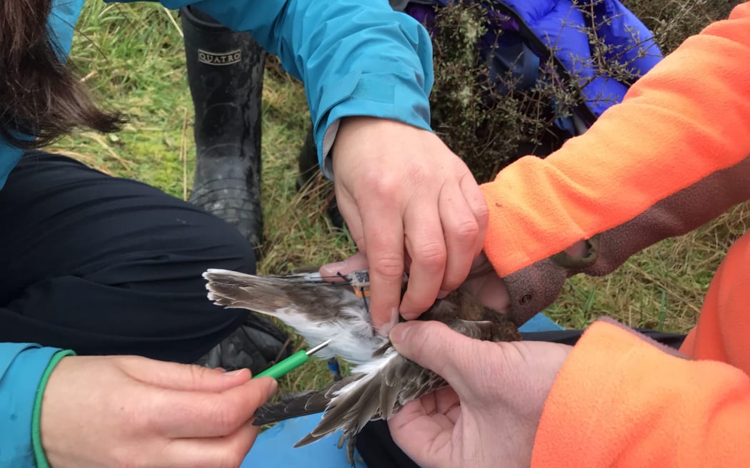 A close-up of a small bird being handled by two people. One person wearing a bright orange fleece is holding the bird while the second person wearing a blue jacket is using a crochet hook to detangle feathers.
