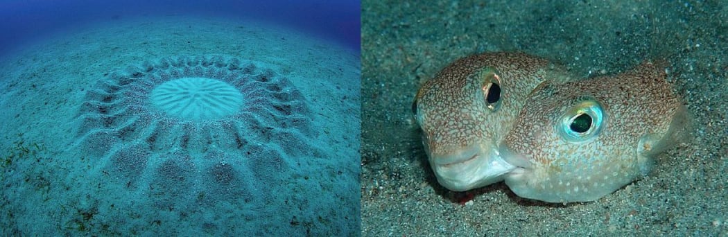 Mysterious Troquigener pufferfish spawning circle, which is about 2 metres in diameter, and a pair of pufferfish courting (the male on the right is biting the female's cheek)