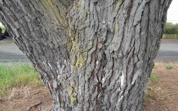 Council 'gutted' by costly attack on 100-plus year old tree | RNZ