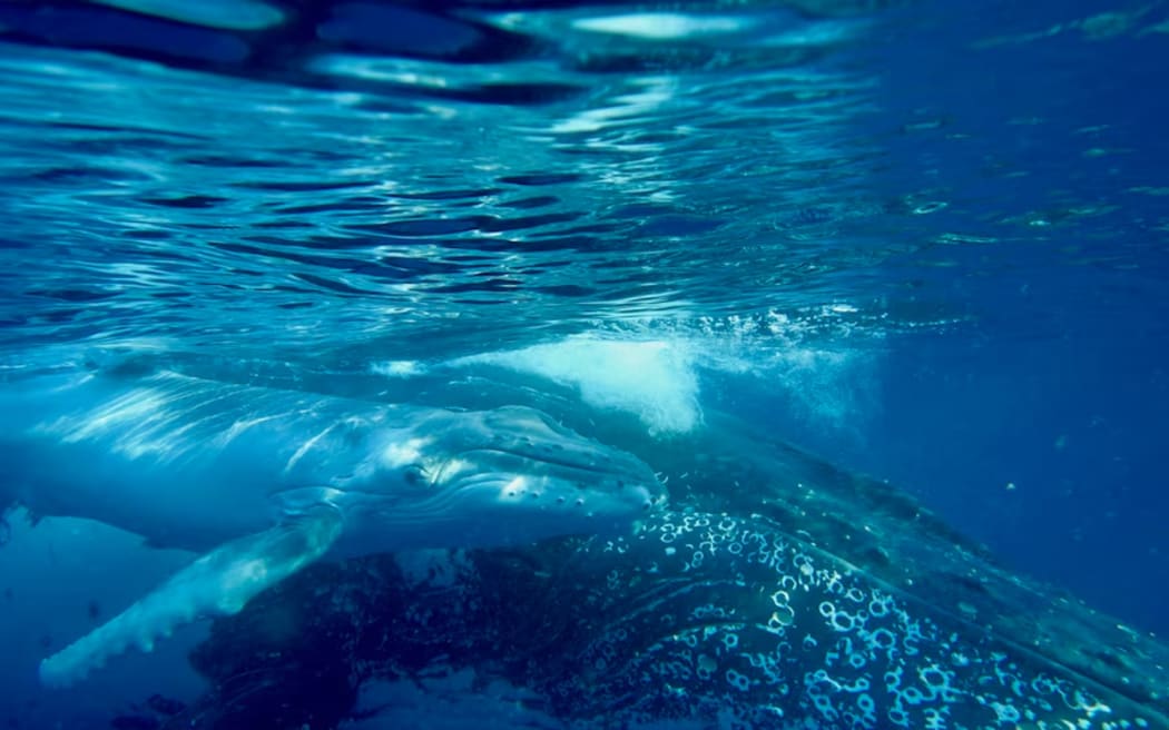 Humpback whales sing some of the most complex whale songs.