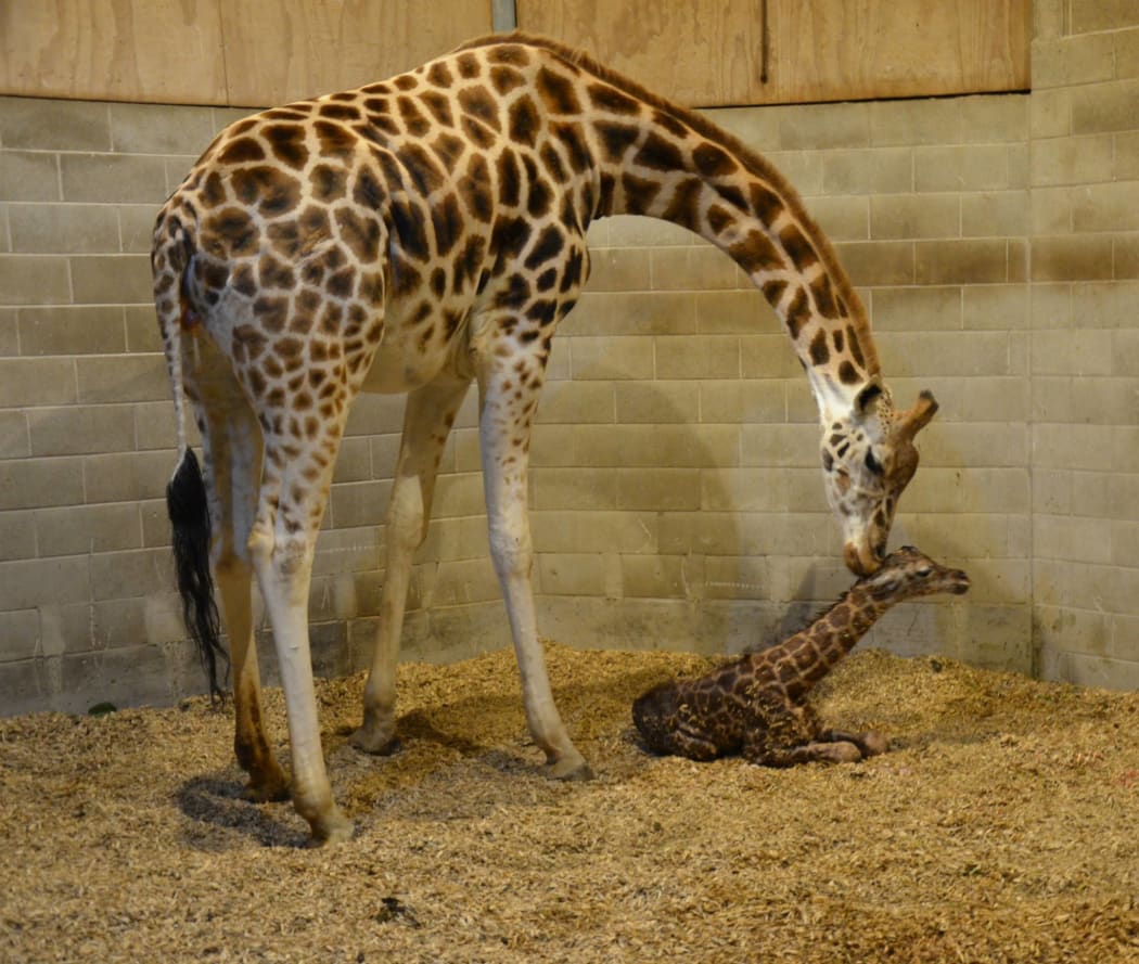 A full-grown giraffe's neck is 1.8 metres long - roughly the same length as Auckland Zoo's newest arrival.