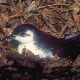 Photo for Little shearwater