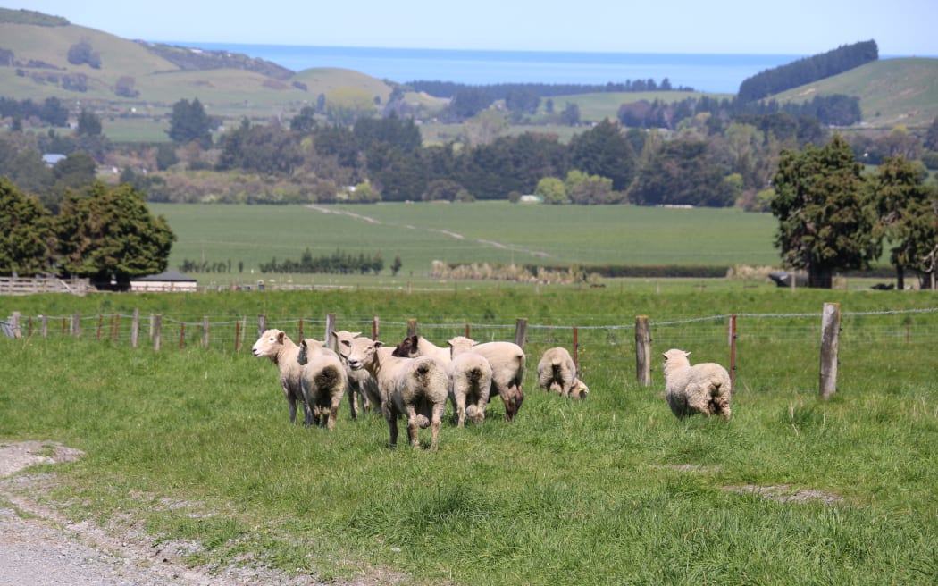 sheep