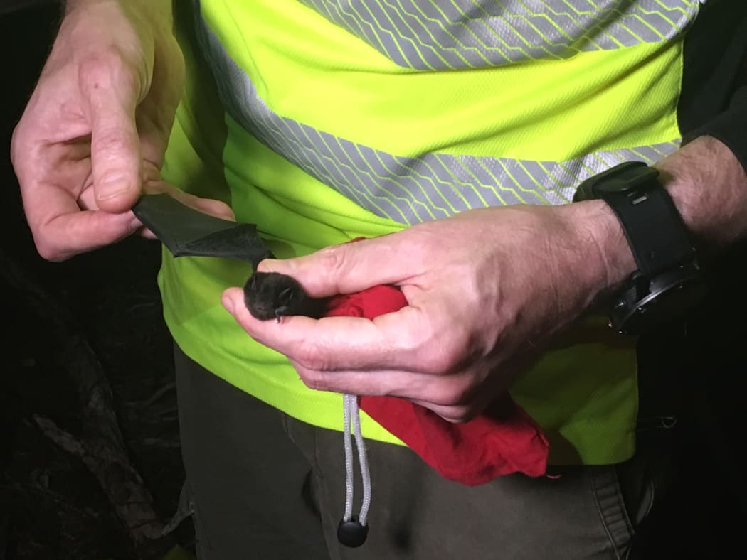 Ian Davidson Watts with a long-tailed bat.