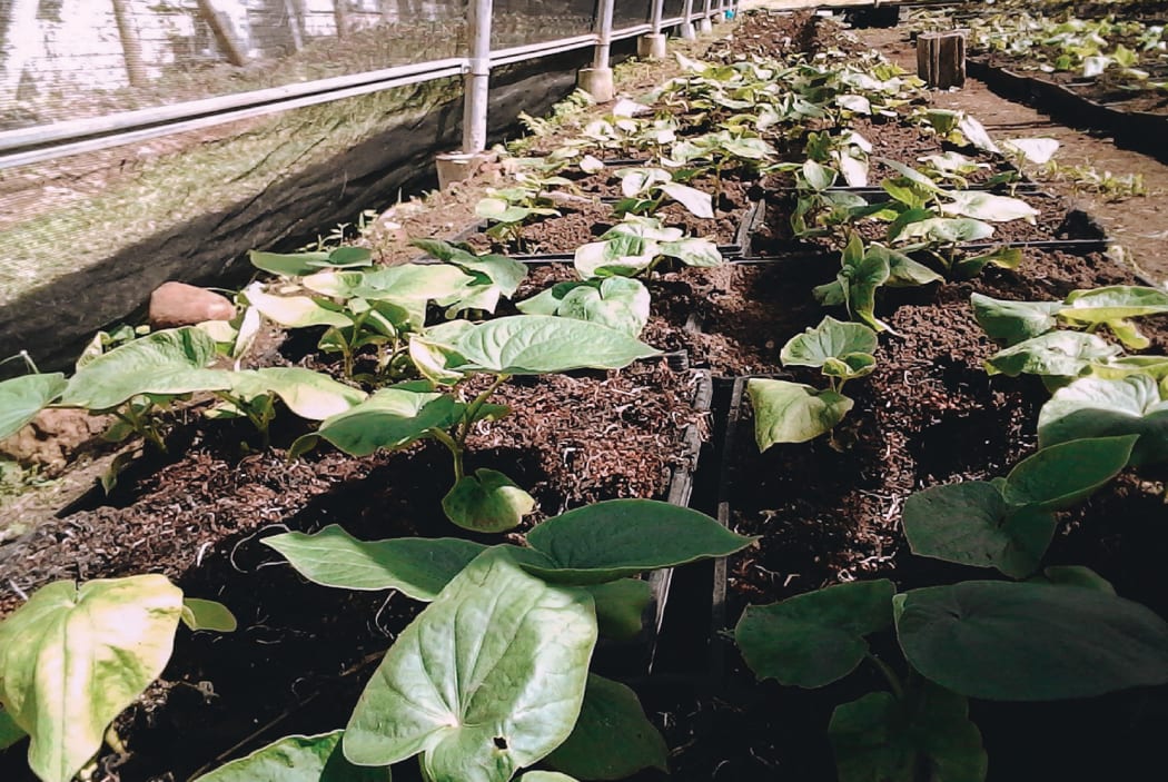 FijiKava aims to have a sustainable supply chain of the crop.