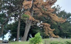 The Waimakariri District Council says it was devastated to discover one of Waikuku's hundred-plus year old pine trees on Park Terrace appears to have been targeted.