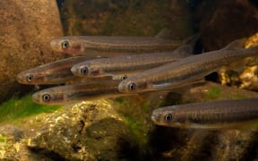 Young inanga (Galaxias maculatus) make up most of the whitebait runs in New Zealand.