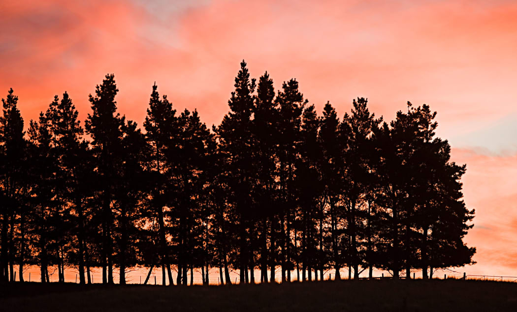 pine trees