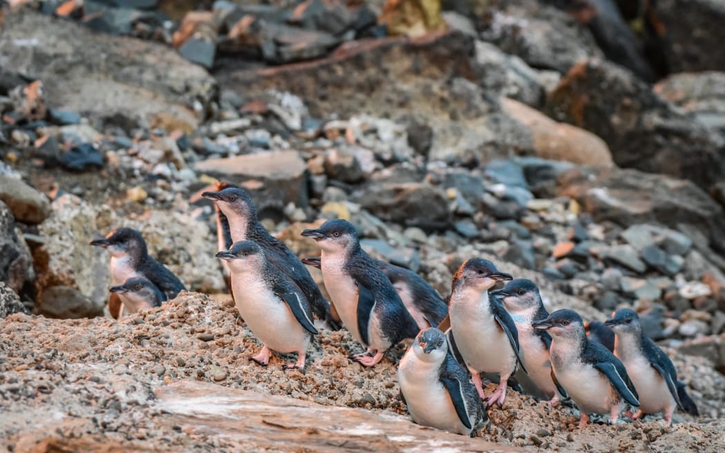A group of penguins