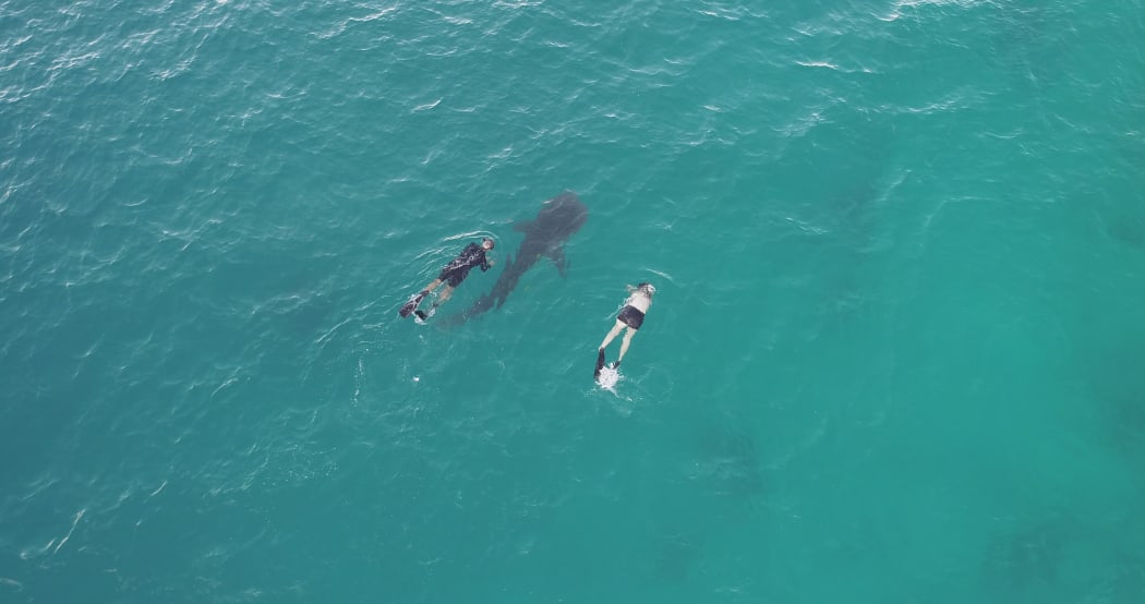 Sam Reynolds and Brad Norman searching for the whale shark