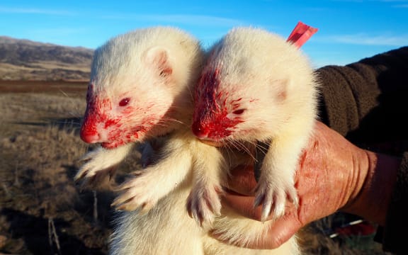 Billy Barton's rabbit hunting ferrets