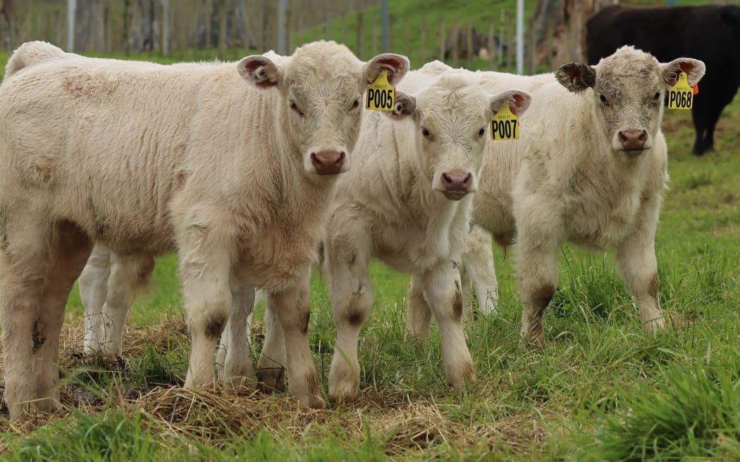 The first calves of a new crossbred dairy-beef offering are now on the ground at a Pāmu, formerly Landcorp, farm near Taupō.