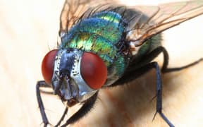 Flies.
