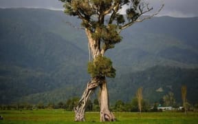 A northern rātā which looks like it's walking across a paddock has won the 2024 Tree of the Year award. The tree, known affectionately as The Walking Tree, is located near Karamea cemetery on the West Coast of the South Island.