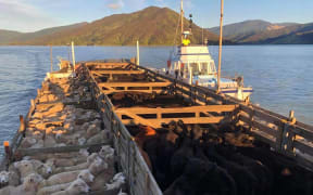 Johnson's Barge Services in Havelock have been shifting everything from machinery, vehicles,fertiliser and feed as well as livestock.