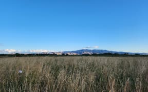 Paddocks have been browning off in Wairarapa