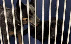 Huntaway-cross Jock and blue heeler Nala have been found.