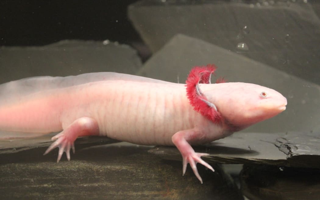 An axolotl from Whited Labs.