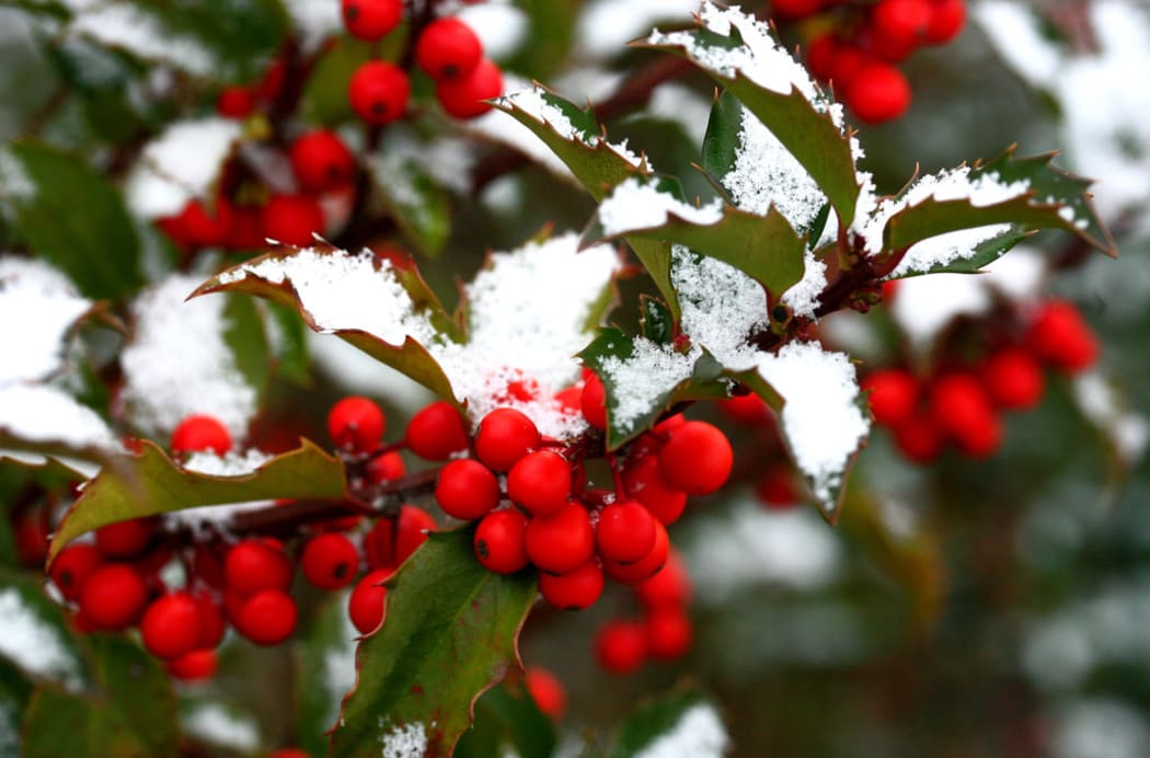 Snowy Holly