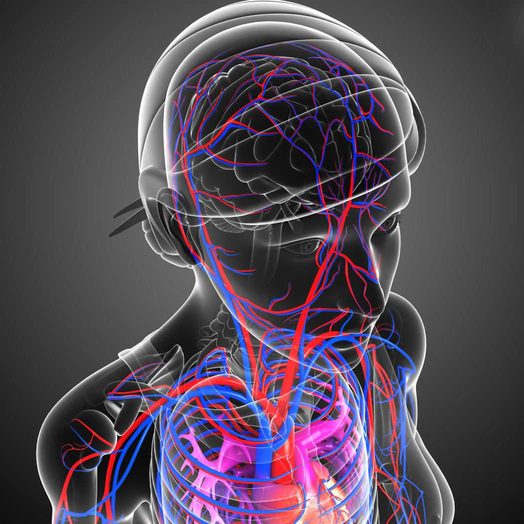 Illustration of brain circulatory system