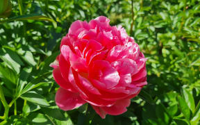 Prebbelton Peonies